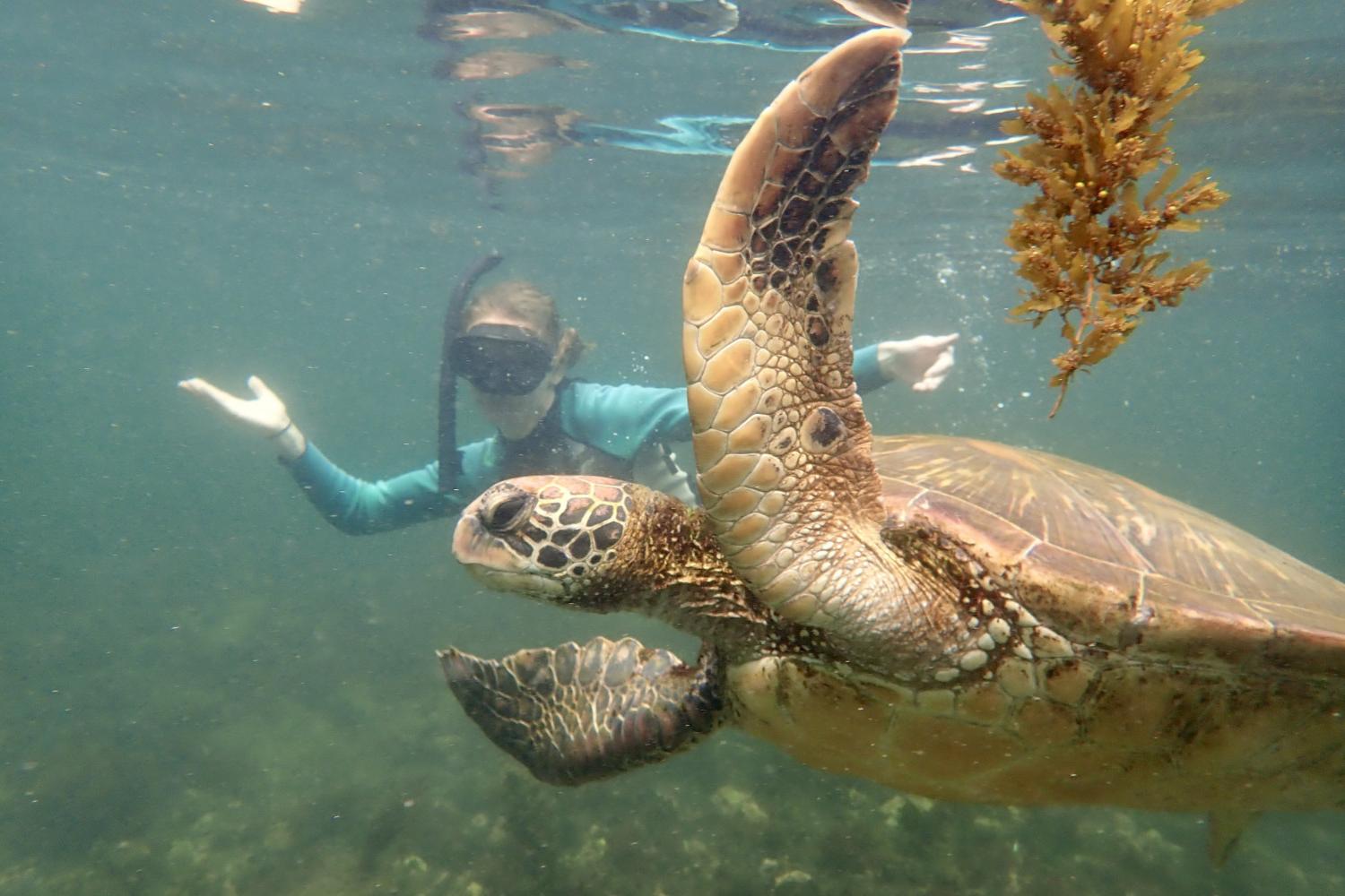 一名<a href='http://qpbf.ngskmc-eis.net'>博彩网址大全</a>学生在Galápagos群岛游学途中与一只巨龟游泳.